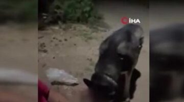 Ankara’da skandal görüntü: Köpeğe alkol içirdi