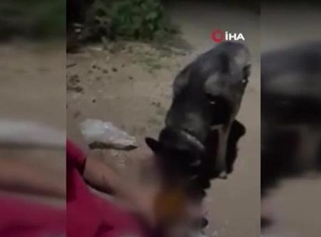 Ankara’da skandal görüntü: Köpeğe alkol içirdi