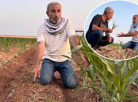 Aynı tarla, sıra dışı olay! Ektiği tohumlar filizlendi, şaşkına döndü: Ruh sağlığım bozuldu