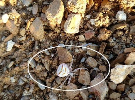 Bahçesinde gördü telefona sarıldı! Yavova’da insan yüzlü örümcek şaşkınlığı