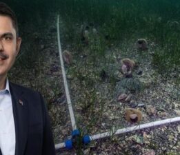 Bakan Kurum: Pina ve deniz çayırları Marmara’ya nefes oluyor