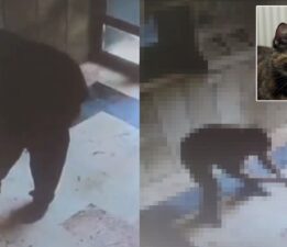 Başakşehir’de vahşet: Kediyi işkenceyle öldürdü