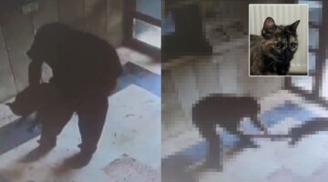 Başakşehir’de vahşet: Kediyi işkenceyle öldürdü