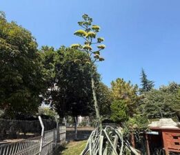 Beylikdüzü’nde görenler şaşkın: Bu sitede oturanlar çok şanslı