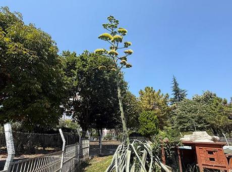 Beylikdüzü’nde görenler şaşkın: Bu sitede oturanlar çok şanslı