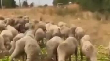 ‘Biberlerin para etmediği için hayvanlara yedirildiği’ iddia edilmişti! Gerçek farklı çıktı