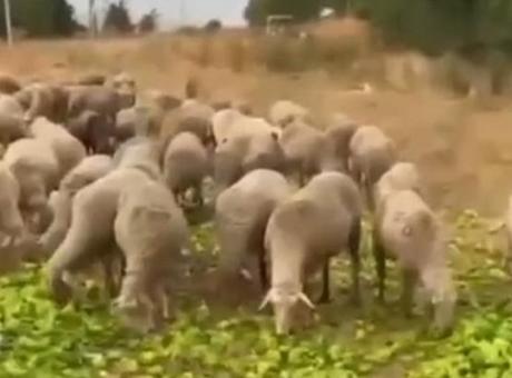 ‘Biberlerin para etmediği için hayvanlara yedirildiği’ iddia edilmişti! Gerçek farklı çıktı