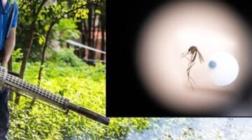 ÇİN’DE CHIKUNGUNYA SALGINI ALARM VERDİ: 7 BİNDEN FAZLA VAKA, DRONLA MÜCADELE BAŞLADI