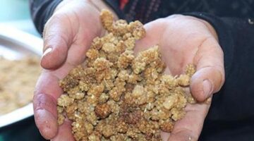Dut mucizesiyle göz şampuanı: Bolu’da dünyada ilk kez üretildi