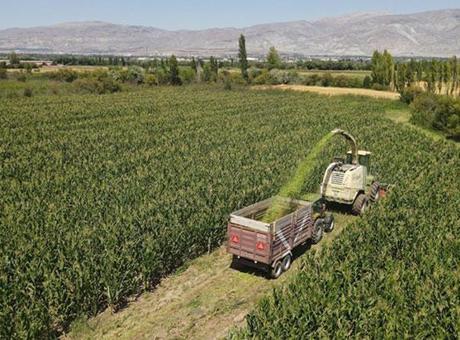 Erzincan’da silajlık mısır üretimi hayvancılığı güçlendirip besiciye kazanç sağlıyor