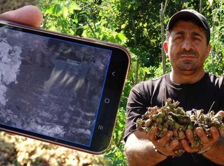 Fındığının çalındığını sandı, kamera görüntülerini izleyince şoke oldu! ‘Bu yılı böyle atlatacağız’