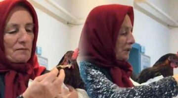 Giresun’da fıkra gibi olay! Tavuk hastanede ameliyat edildi: ‘Röntgen çektirirseniz iyi olur dediler, ben de getirdim’