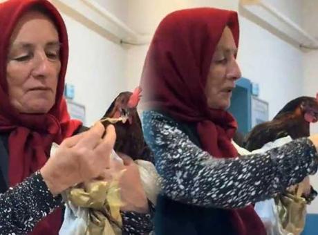 Giresun’da fıkra gibi olay! Tavuk hastanede ameliyat edildi: ‘Röntgen çektirirseniz iyi olur dediler, ben de getirdim’