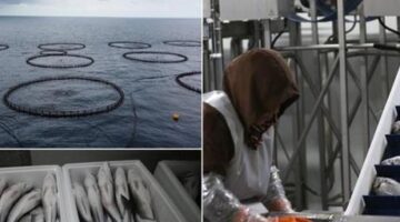 Hatay’da kafeste yetiştirilen balıklar Avrupa ülkelerine ihraç ediliyor
