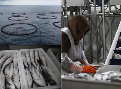 Hatay’da kafeste yetiştirilen balıklar Avrupa ülkelerine ihraç ediliyor