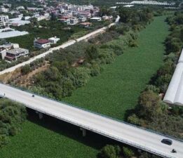 Hatay’da korkutan manzara! ‘İstilacı bir tür, bu coğrafyaya ait değil’