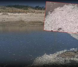 Hatay’da su seviyesi azaldı, balık ölümleri arttı