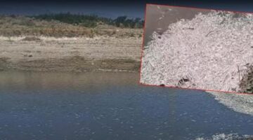 Hatay’da su seviyesi azaldı, balık ölümleri arttı
