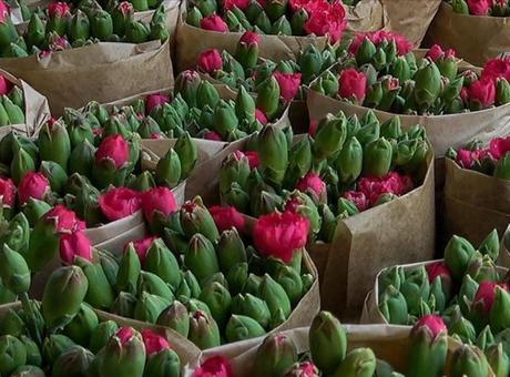 Isparta’da üretilen karanfiller Avrupa’ya ihraç ediliyor