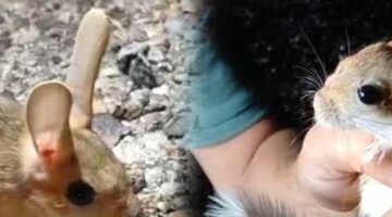 IUCN kırmızı listesinde! Tunceli’de yol ortasında fark edildi