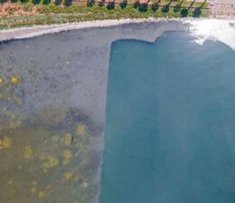 İzmir Körfezi’nde şaşırtan görüntü! Belediye başkanı paylaştı