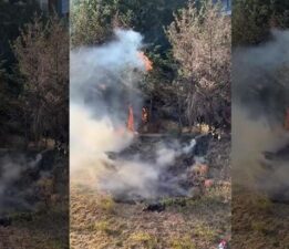 Kağıthane’de korku dolu anlar! Sokak arasındaki ağaçlık alan alev alev yandı
