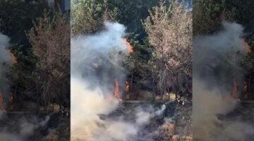 Kağıthane’de korku dolu anlar! Sokak arasındaki ağaçlık alan alev alev yandı