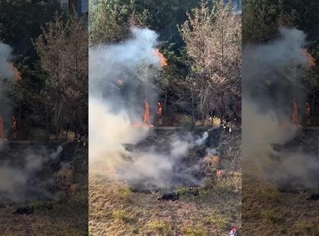 Kağıthane’de korku dolu anlar! Sokak arasındaki ağaçlık alan alev alev yandı