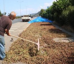 Karadeniz Sahil Yolu’ndaki kaldırımlarda fındık kurutma mesaisi