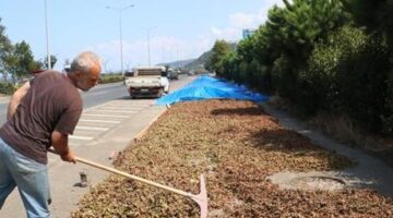 Karadeniz Sahil Yolu’ndaki kaldırımlarda fındık kurutma mesaisi