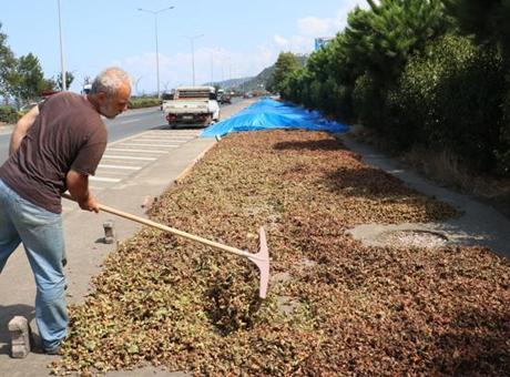 Karadeniz Sahil Yolu’ndaki kaldırımlarda fındık kurutma mesaisi