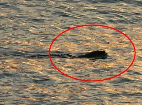 Karadeniz’de sık görülmeye başladı! Açıklama geldi: Güçlü bir yırtıcı