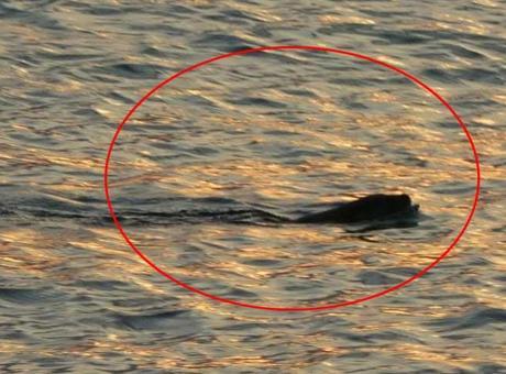 Karadeniz’de tedirgin eden görüntü! Uzmanı konuştu: Güçlü bir yırtıcı