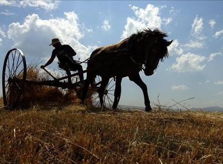 Kars’ta çiftçiler tarlalarındaki son buğdayları hasat ediyor