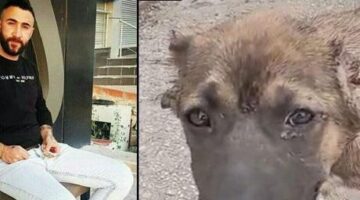 Köpeğin kulağını kesip işkence eden şahıs tutuklandı