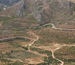 Küle dönen ormanlar yeniden can buluyor