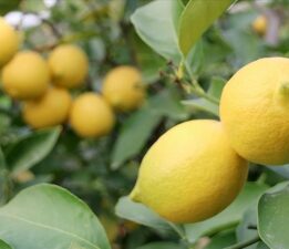 Limon cep yakıyor: Adedi 24 lira