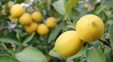 Limon cep yakıyor: Adedi 24 lira