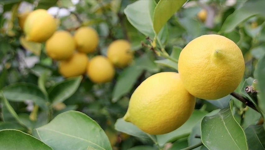 Limon cep yakıyor: Adedi 24 lira