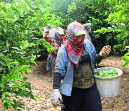 Markette kilosu 150 lirayı aştı: Fiyatı düşürecek hasat başladı