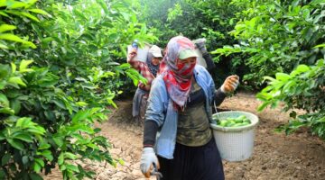 Markette kilosu 150 lirayı aştı: Fiyatı düşürecek hasat başladı