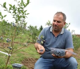 Mavi yemiş yüz güldürdü: Kilosu 500 TL