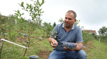 Mavi yemiş yüz güldürdü: Kilosu 500 TL