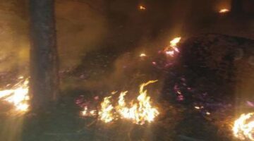 Muğla’da çıkan orman yangınına müdahale ediliyor