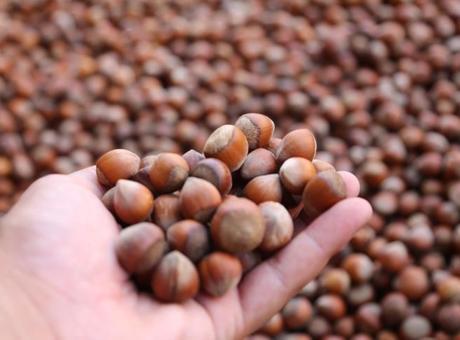 Ordu’da üreticilerin fındık kurutma mesaisi başladı