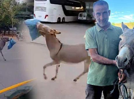 Otogarın maskotu ‘Kadife’ evine döndü: Durduğu yerde durmuyor