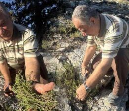 Sadece Antalya’da yetişiyor! 50 liradan satılıyor: ‘Köklerine zarar vermiyoruz’