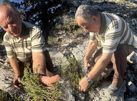 Sadece Antalya’da yetişiyor! 50 liradan satılıyor: ‘Köklerine zarar vermiyoruz’