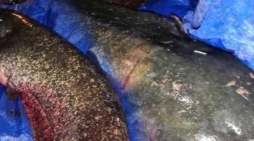 Sakarya Nehri’nde timsah paniği! Gerçek herkesi şoke etti