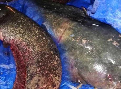 Sakarya Nehri’nde timsah paniği! Gerçek herkesi şoke etti